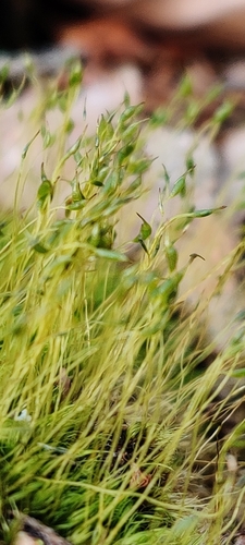 Image of Ditrichum pallidum by (c) Ondřej Křivan, some rights reserved (CC BY)