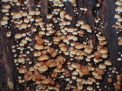 Xeromphalina leonina