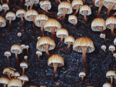 Xeromphalina leonina