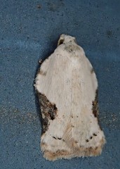 Acleris subnivana