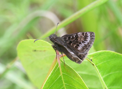Erynnis martialis
