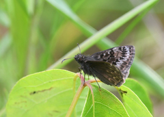 Erynnis martialis