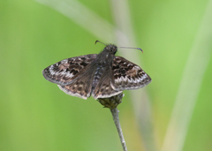 Erynnis martialis