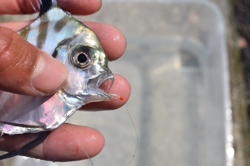 African pompano (Alectis ciliaris) — Carangidae — 3