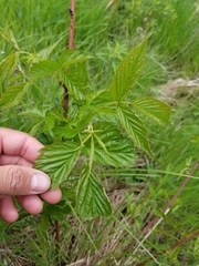 Rubus canadensis