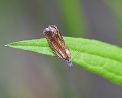 Eucosma umbrastriana