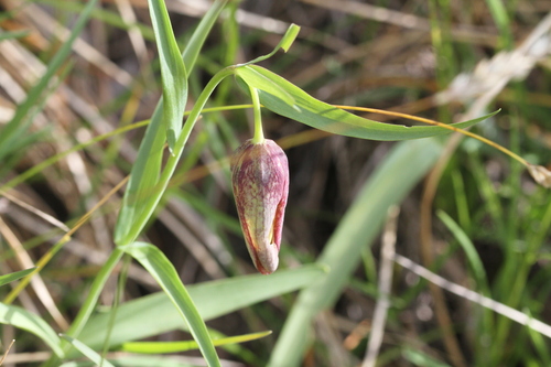 Image of Fritillaria involucrata by (c) Samuel GUIRAUDOU, some rights reserved (CC BY)