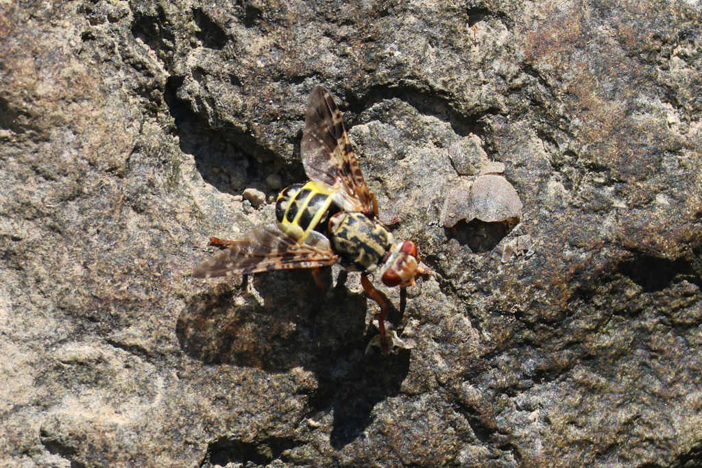 Platystoma chrysotoxum