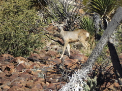 Odocoileus hemionus peninsulae