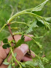 Rubus canadensis