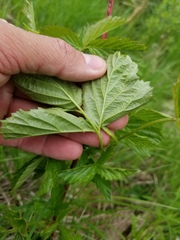 Rubus canadensis