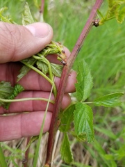 Rubus canadensis