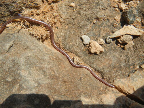 Photo of a Western Thread Snake (Namibiana occidentalis)