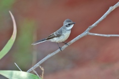 Rhipidura phasiana
