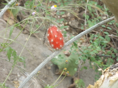 Peniocereus striatus
