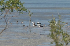 Cladorhynchus leucocephalus