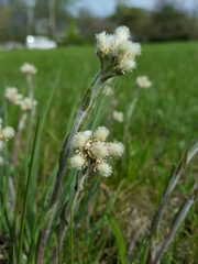 Antennaria neglecta