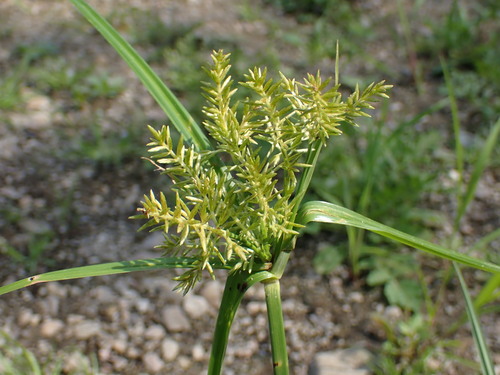 yellow nutsedge (Cyperus esculentus)