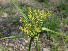Yellow Nutsedge (Cyperus esculentus)