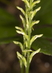 Platanthera elegans