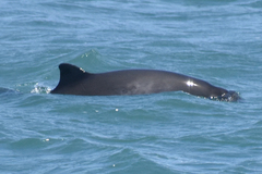 Phocoena phocoena vomerina