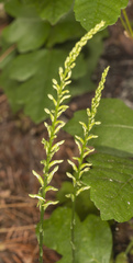 Platanthera elegans