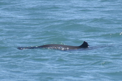 Phocoena phocoena vomerina