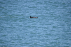 Phocoena phocoena vomerina
