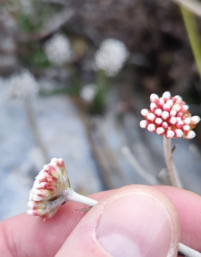 Image of Anaxeton arborescens by (c) Andreas Schneider, some rights reserved (CC BY)