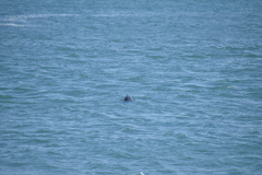 Phocoena phocoena vomerina