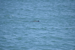 Phocoena phocoena vomerina