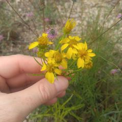 Dysodiopsis tagetoides