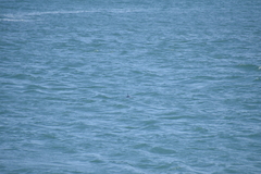 Phocoena phocoena vomerina