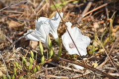 Ipomoea longifolia