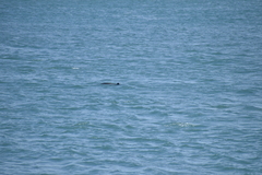 Phocoena phocoena vomerina