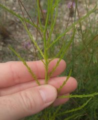 Dysodiopsis tagetoides