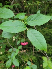 Euonymus leiophloeus, photograph Roland Godon, CC BY, iNaturalist via GBIF