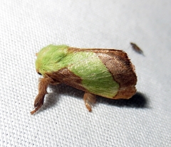 Parasa chloris