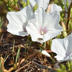 Ipomoea longifolia