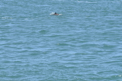 Phocoena phocoena vomerina