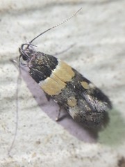 Triclonella determinatella