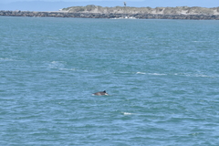 Phocoena phocoena vomerina