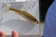 Spotted Barbell Gudgeon photo 1