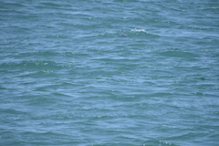 Phocoena phocoena vomerina