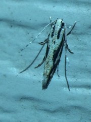 Melanocinclis lineigera