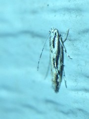 Melanocinclis lineigera