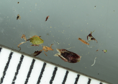 Eleocharis elliptica