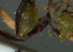 Eleocharis elliptica