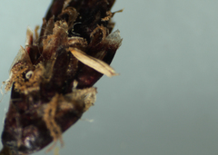 Eleocharis elliptica