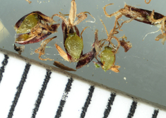 Eleocharis elliptica